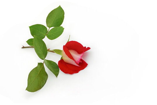 Detail Zweifarbige Rosen Bilder Nomer 4