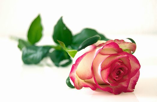 Detail Zweifarbige Rosen Bilder Nomer 5