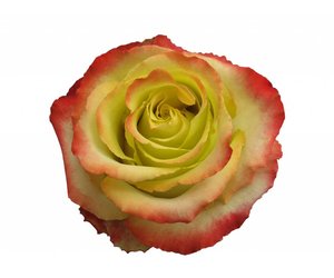 Detail Zweifarbige Rosen Bilder Nomer 7