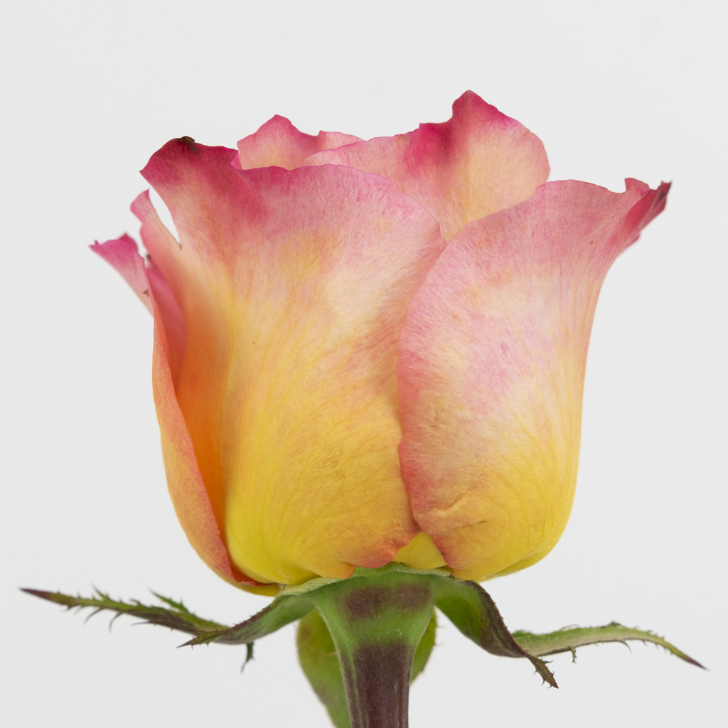 Detail Zweifarbige Rosen Bilder Nomer 8