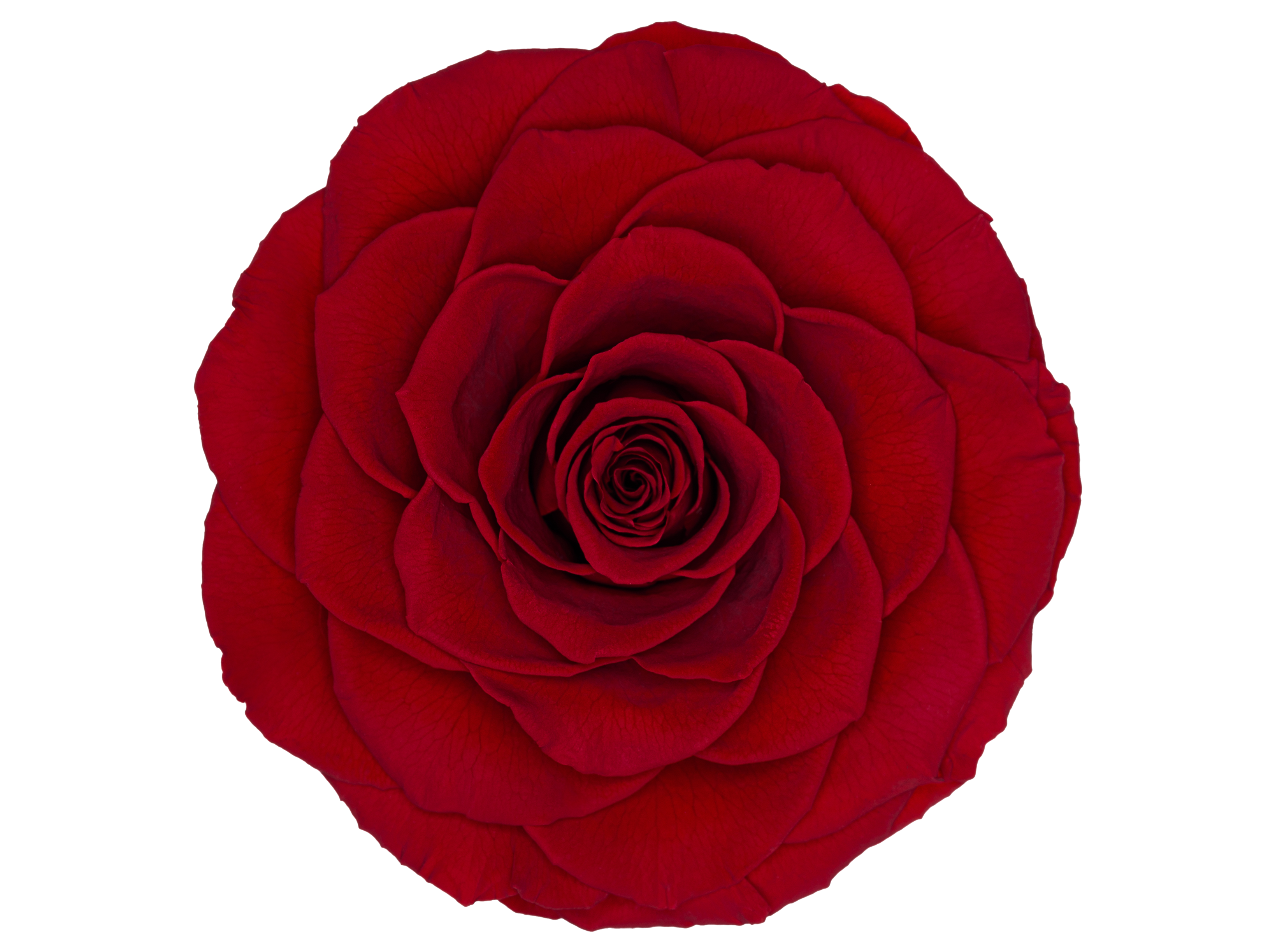 Detail Zweifarbige Rosen Bilder Nomer 9