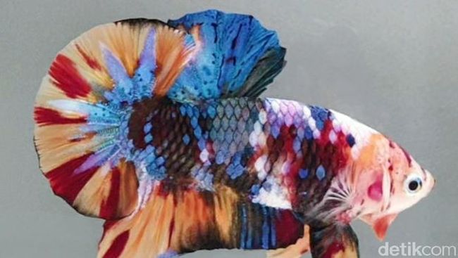 Detail Dp Ikan Nomer 10