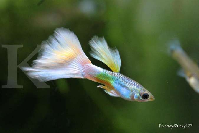 Detail Dp Ikan Nomer 11