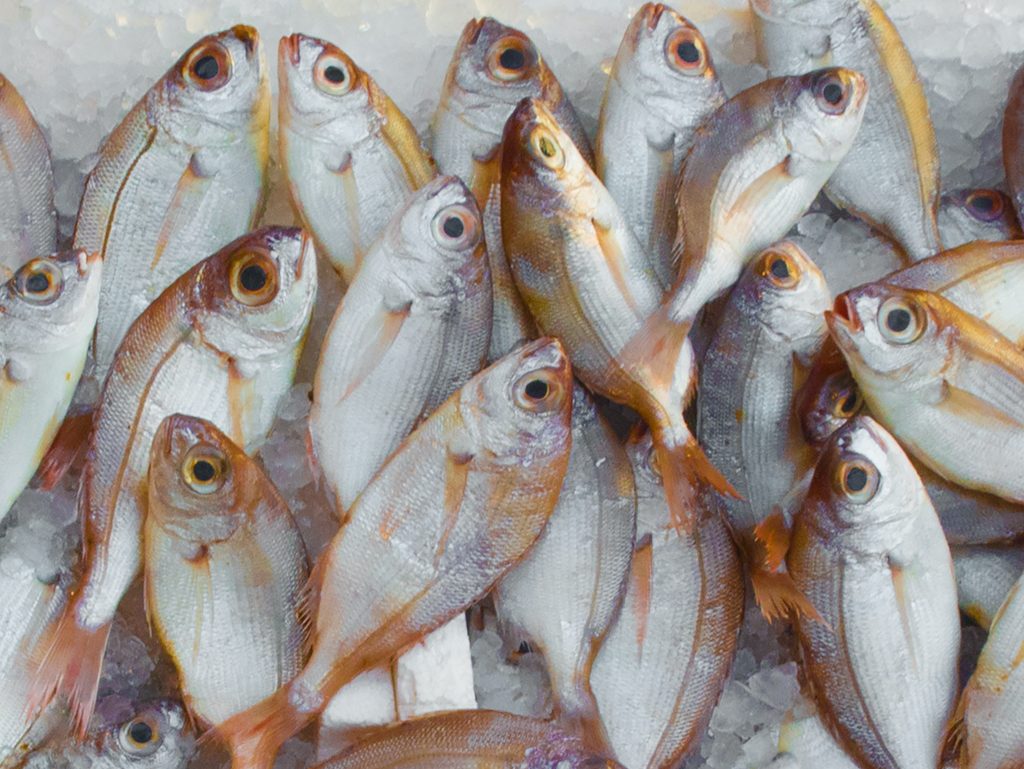Detail Dp Ikan Nomer 20