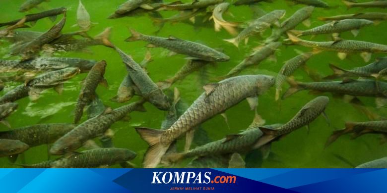 Detail Dp Ikan Nomer 23
