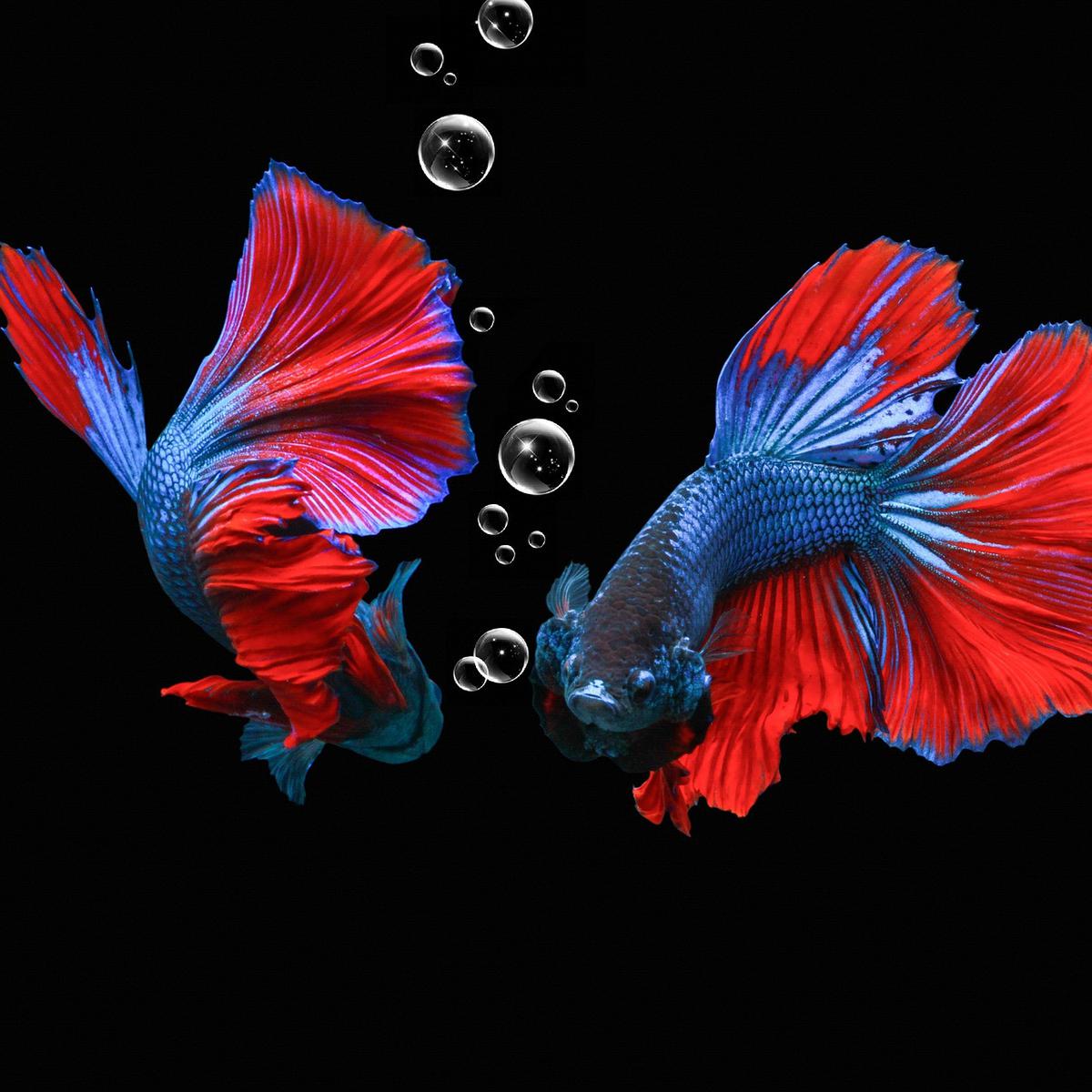 Detail Dp Ikan Nomer 3