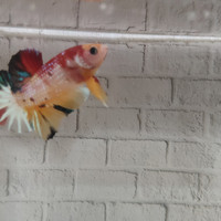 Detail Dp Ikan Nomer 27