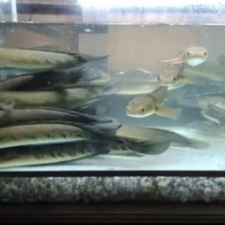 Detail Dp Ikan Nomer 28