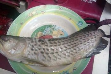 Detail Dp Ikan Nomer 29