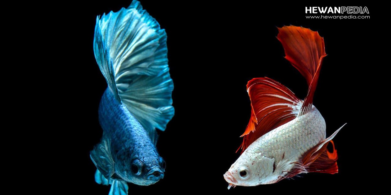Detail Dp Ikan Nomer 35
