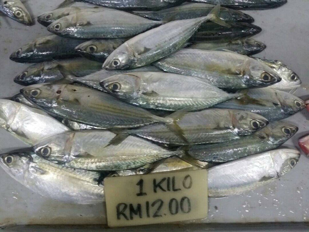 Detail Dp Ikan Nomer 38