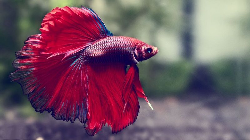 Detail Dp Ikan Nomer 40