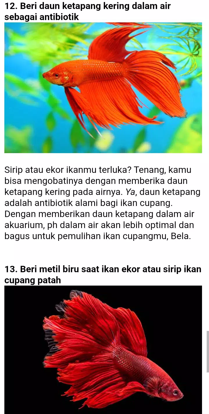 Detail Dp Ikan Nomer 43