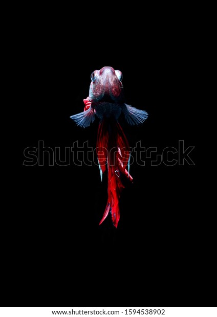 Detail Dp Ikan Nomer 6