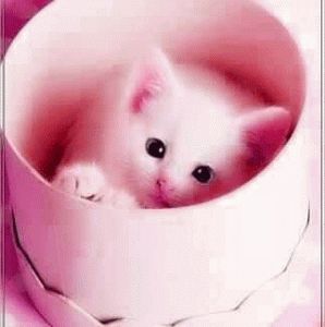 Detail Dp Imut Nomer 8