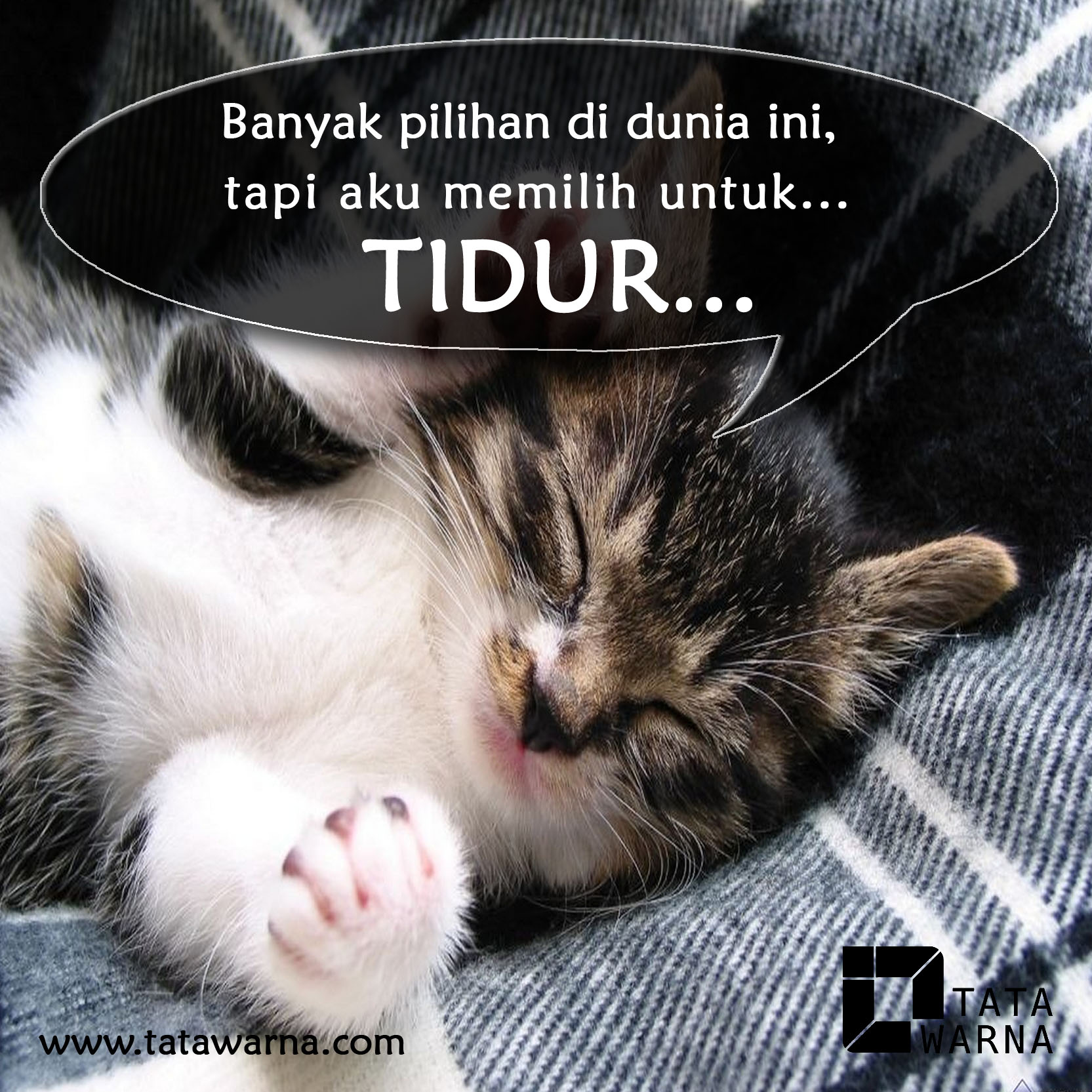 Detail Dp Kucing Nomer 28