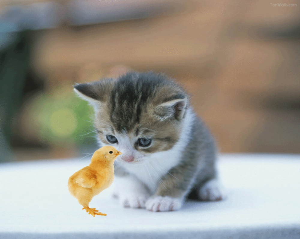Dp Kucing Bergerak - KibrisPDR