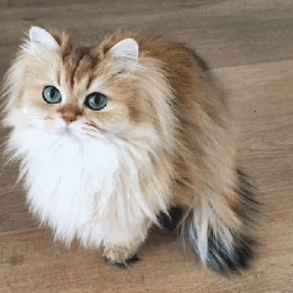 Detail Dp Kucing Bergerak Nomer 15