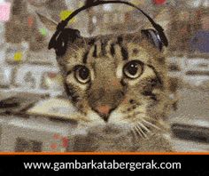 Detail Dp Kucing Bergerak Nomer 16