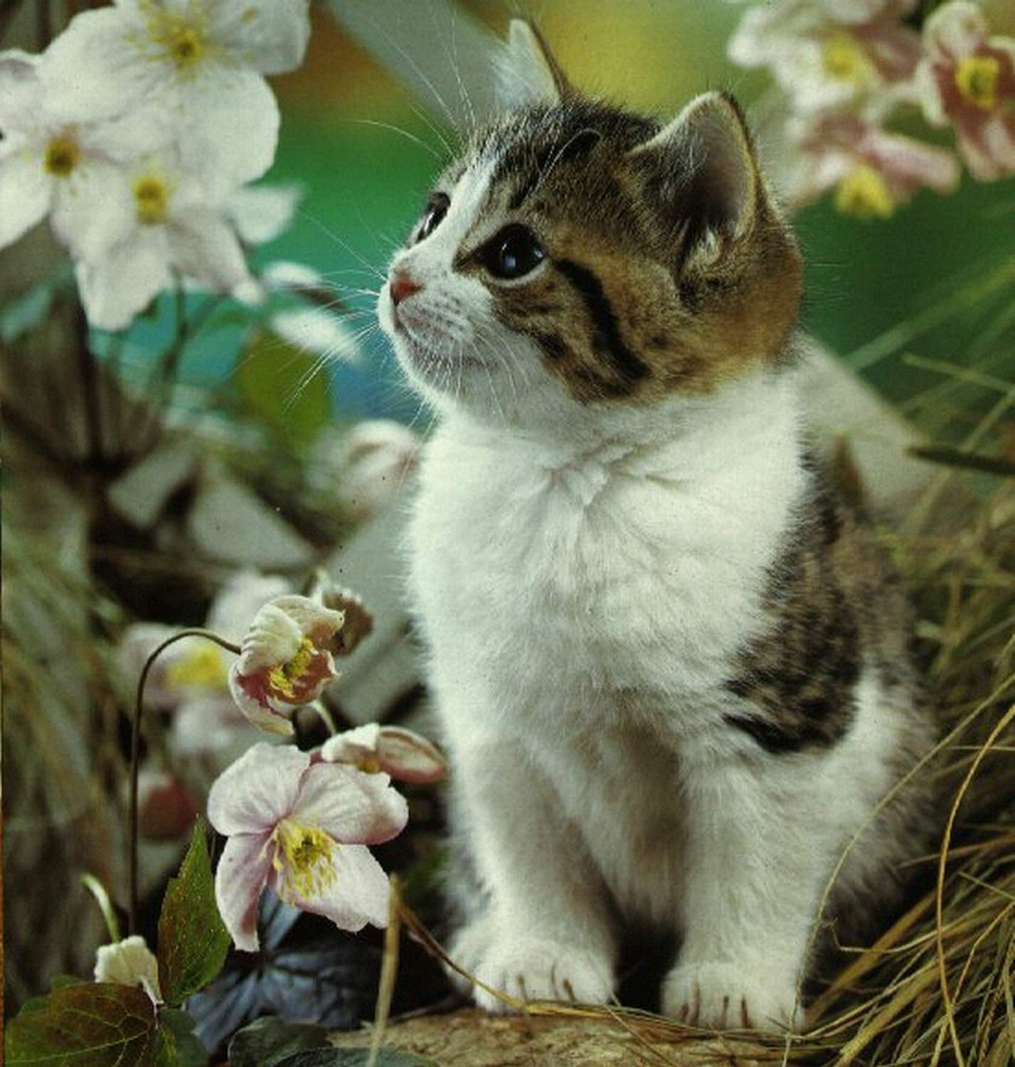Detail Dp Kucing Bergerak Nomer 24