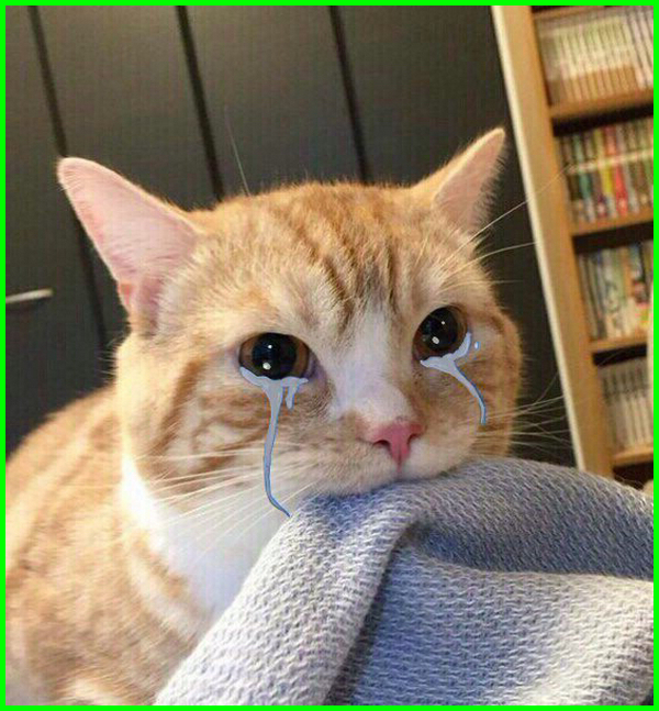 Detail Dp Kucing Bergerak Nomer 28