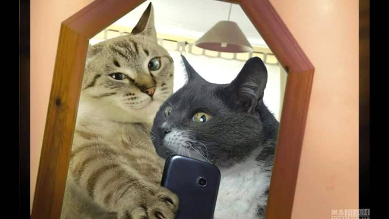Detail Dp Kucing Bergerak Nomer 35