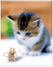 Detail Dp Kucing Bergerak Nomer 5