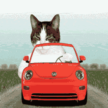 Detail Dp Kucing Bergerak Nomer 41