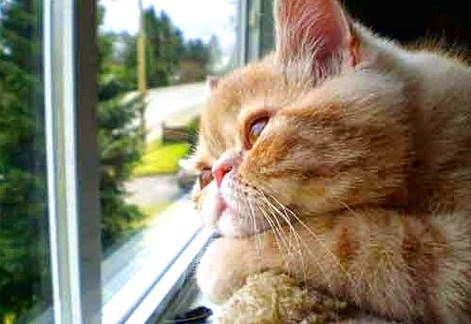 Detail Dp Kucing Bergerak Nomer 43