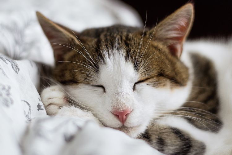 Detail Dp Kucing Bergerak Nomer 47