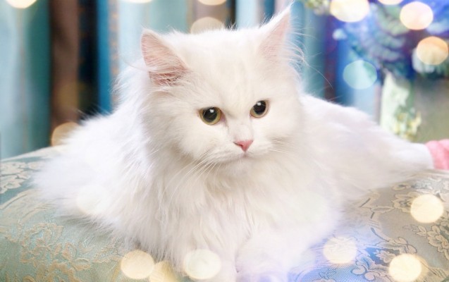 Detail Dp Kucing Bergerak Nomer 48