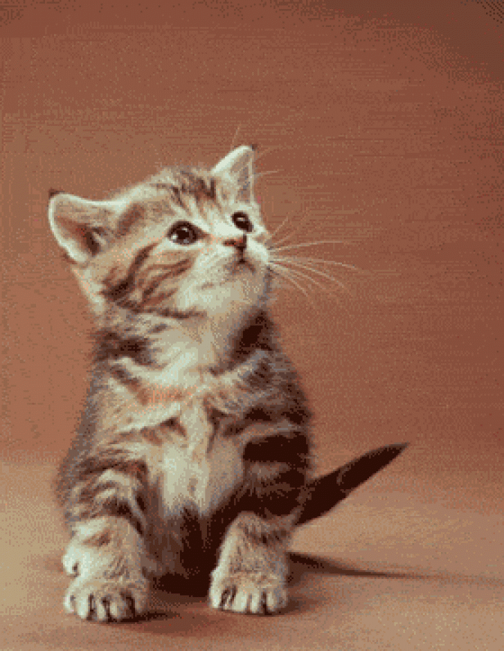 Detail Dp Kucing Bergerak Nomer 50