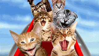 Detail Dp Kucing Bergerak Nomer 54
