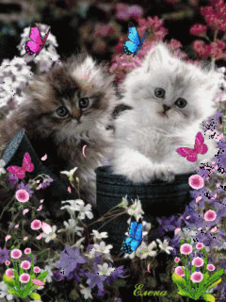 Detail Dp Kucing Bergerak Nomer 56