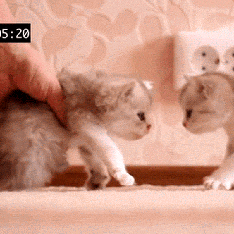 Detail Dp Kucing Bergerak Nomer 7