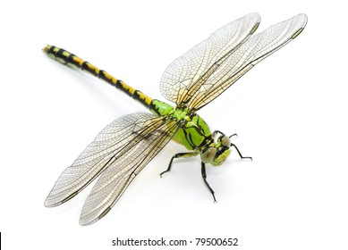 Detail Dragon Fly Images Nomer 24