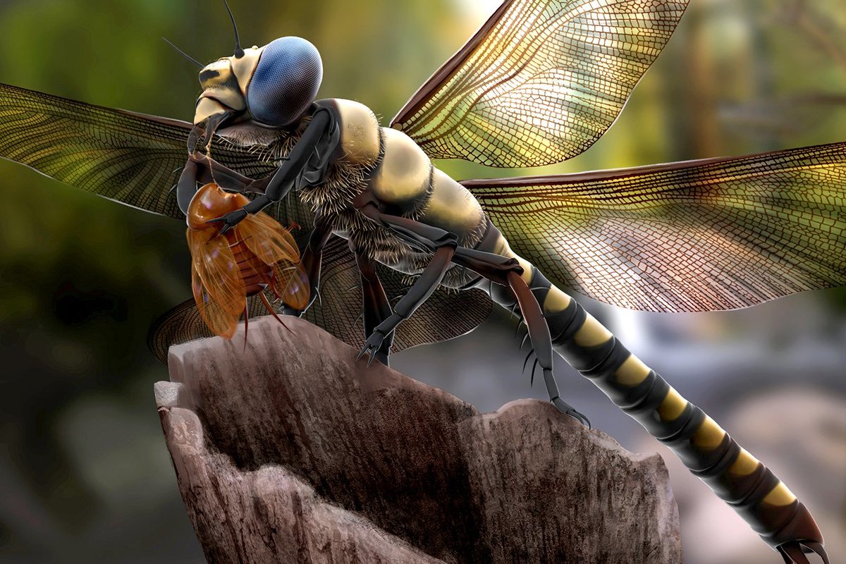 Detail Dragon Fly Images Nomer 41