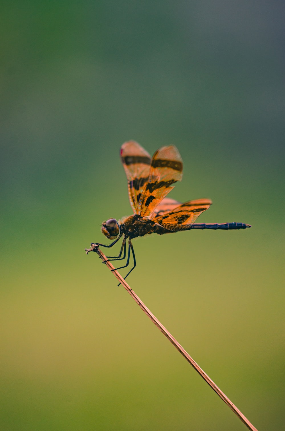 Detail Dragon Fly Images Nomer 44