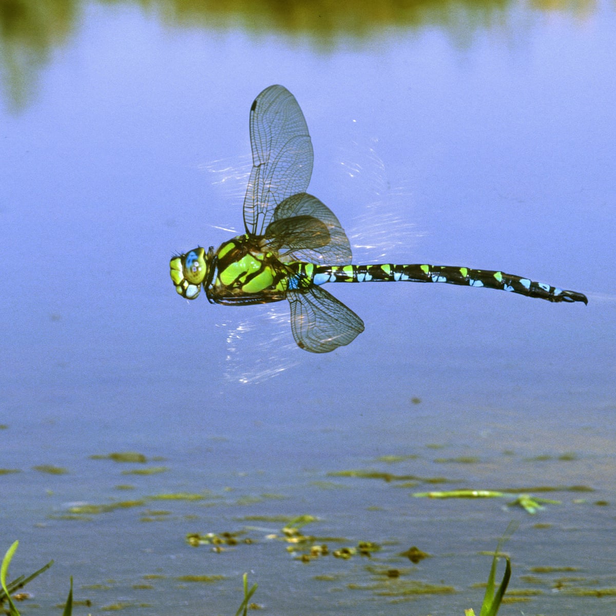 Detail Dragon Fly Pictures Nomer 15