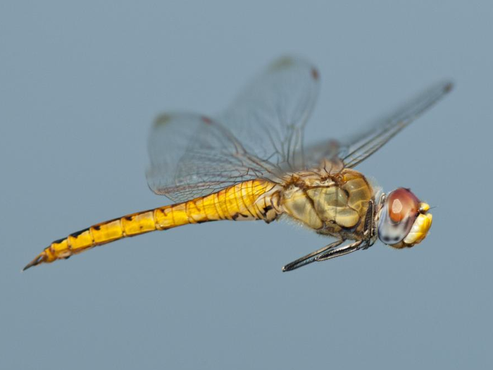 Download Dragon Fly Pictures Nomer 55