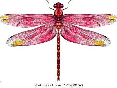 Detail Dragon Fly Pictures Nomer 7