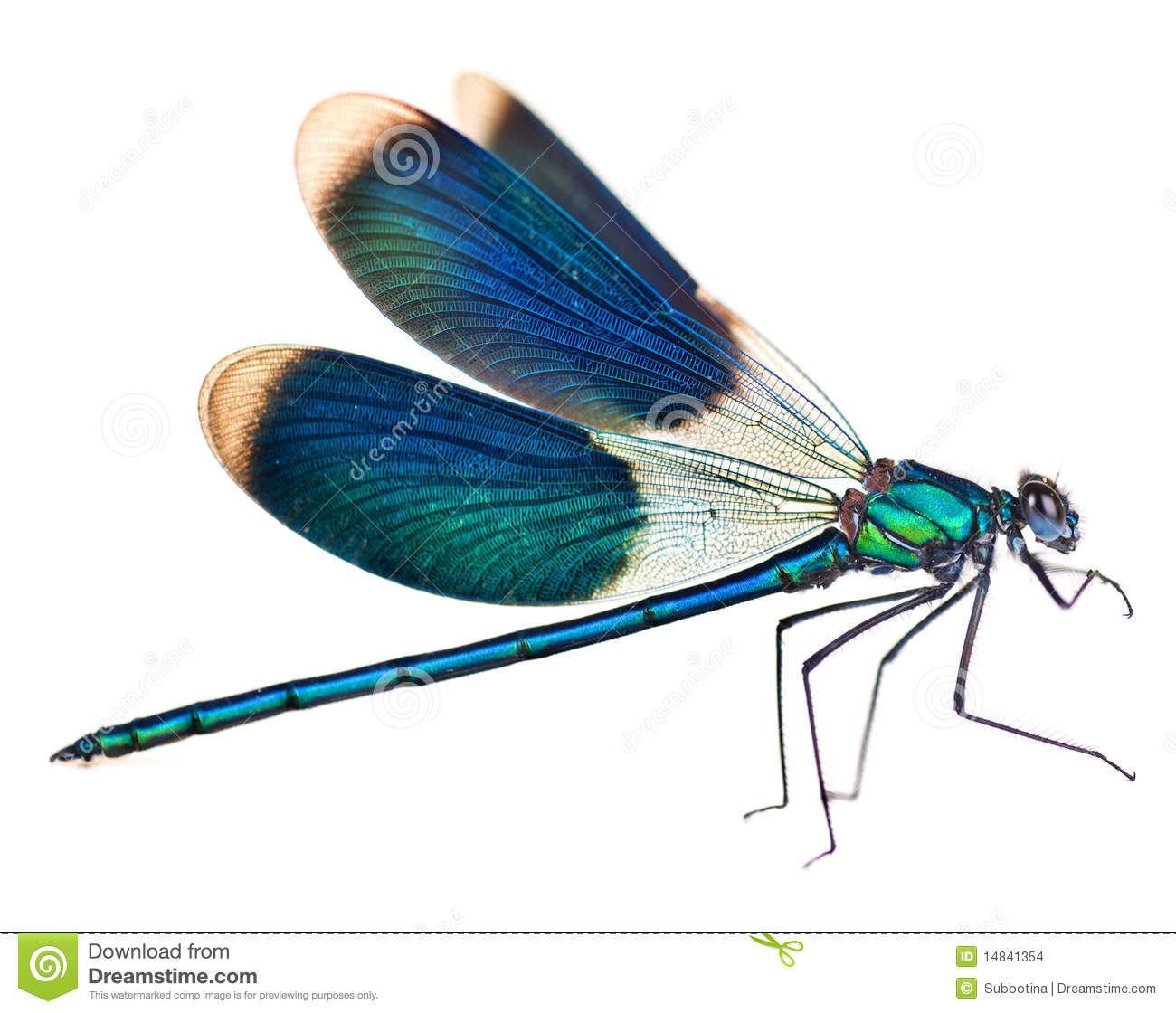 Detail Dragon Fly Pictures Nomer 8