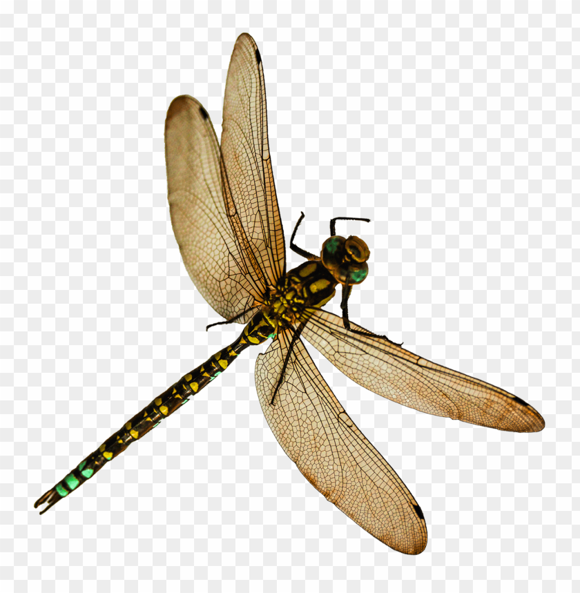 Detail Dragon Fly Png Nomer 11