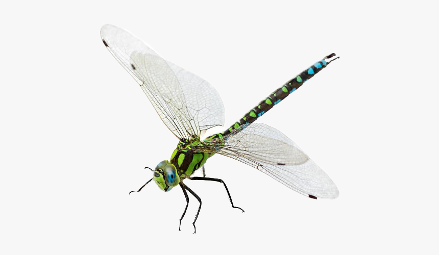 Detail Dragon Fly Png Nomer 12