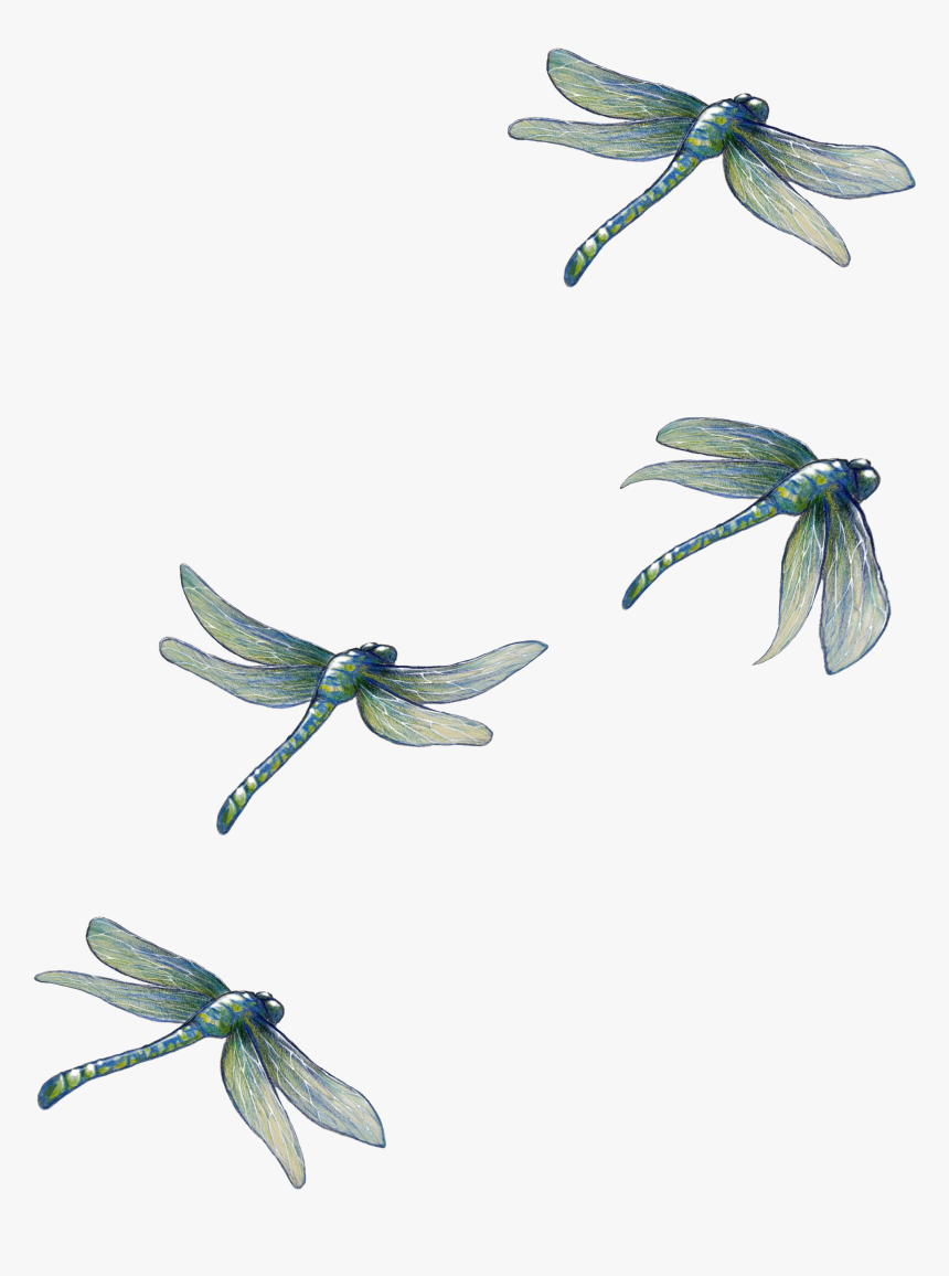 Detail Dragon Fly Png Nomer 19