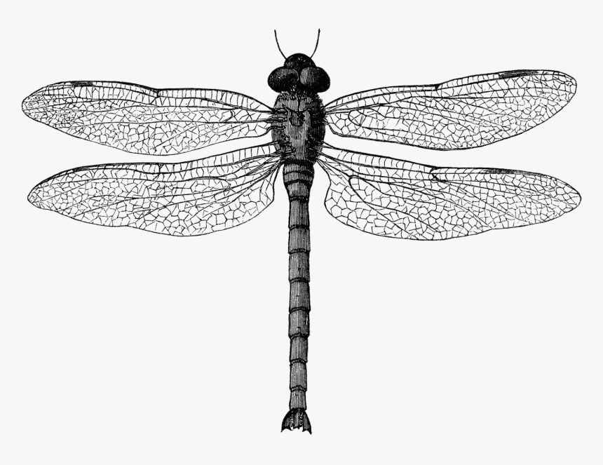 Detail Dragon Fly Png Nomer 37