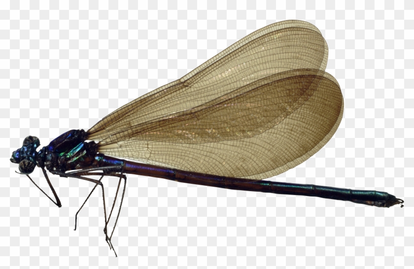 Detail Dragon Fly Png Nomer 43