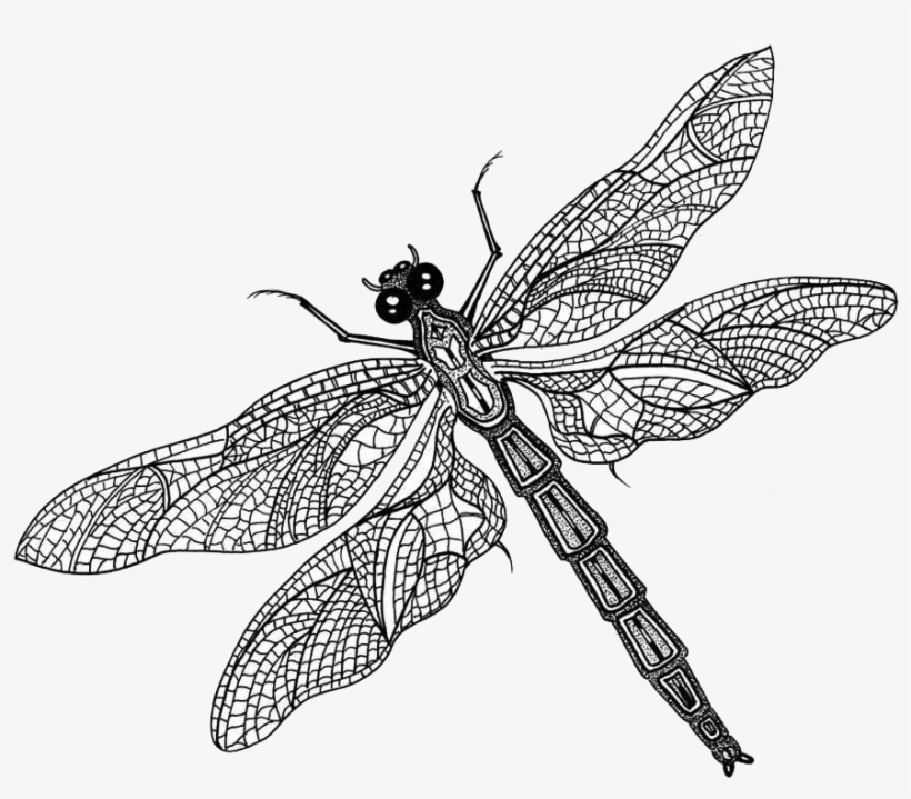 Detail Dragon Fly Png Nomer 44