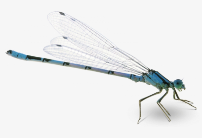 Detail Dragon Fly Png Nomer 45