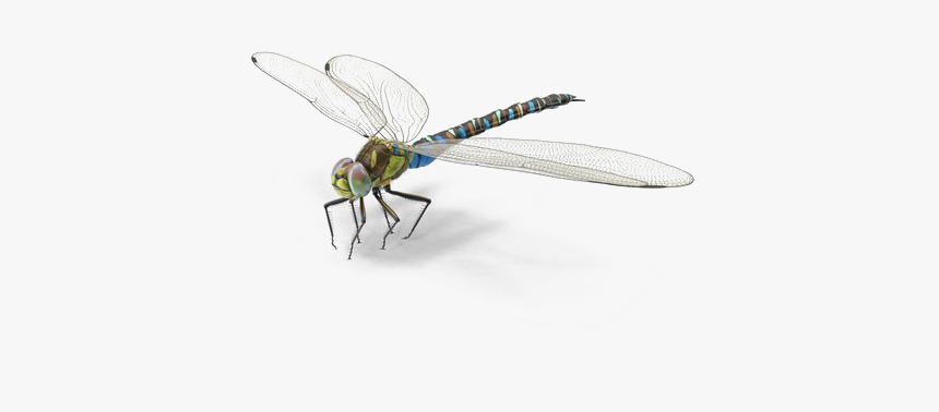 Detail Dragon Fly Png Nomer 10